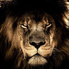 Cargar imagen en el visor de la galería, Leon Africano