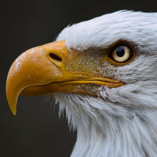 Cargar imagen en el visor de la galería, Aguila