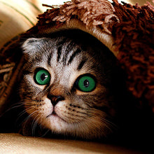 Cargar imagen en el visor de la galería, Gatito