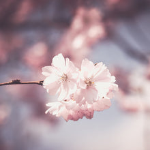 Cargar imagen en el visor de la galería, Cerezo