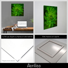 Cargar imagen en el visor de la galería, Helecho