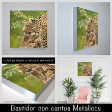 Cargar imagen en el visor de la galería, Leopardo