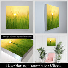 Cargar imagen en el visor de la galería, Trigo