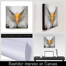 Cargar imagen en el visor de la galería, Aguila Calva