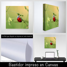 Cargar imagen en el visor de la galería, Catarina