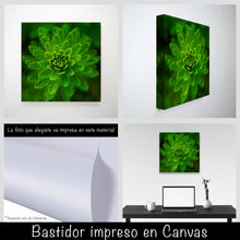 Cargar imagen en el visor de la galería, Helecho