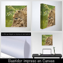 Cargar imagen en el visor de la galería, Leopardo