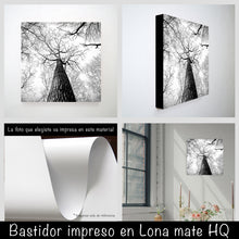 Cargar imagen en el visor de la galería, Bosque