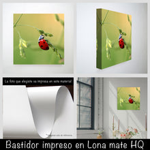 Cargar imagen en el visor de la galería, Catarina