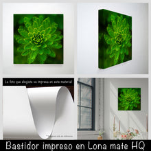 Cargar imagen en el visor de la galería, Helecho