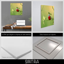 Cargar imagen en el visor de la galería, Catarina