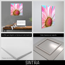 Cargar imagen en el visor de la galería, Margarita rosa