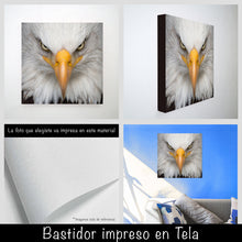 Cargar imagen en el visor de la galería, Aguila Calva