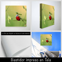 Cargar imagen en el visor de la galería, Catarina