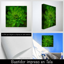Cargar imagen en el visor de la galería, Helecho