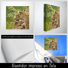 Cargar imagen en el visor de la galería, Leopardo
