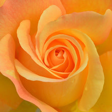 Cargar imagen en el visor de la galería, Rosa amarilla
