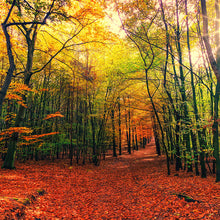 Cargar imagen en el visor de la galería, Bosque