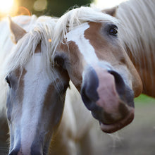 Cargar imagen en el visor de la galería, Caballos