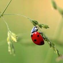 Cargar imagen en el visor de la galería, Catarina