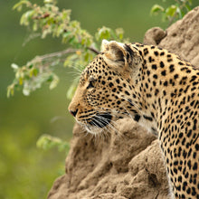 Cargar imagen en el visor de la galería, Leopardo