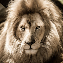 Cargar imagen en el visor de la galería, León