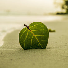 Cargar imagen en el visor de la galería, Hoja en la playa
